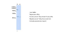ATN1 Antibody, Novus Biologicals 100 &mu;L; Unconjugated:Antibodies, Polyclonal